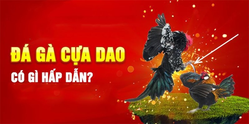 Sức hấp dẫn trong bộ môn đá gà cựa dao