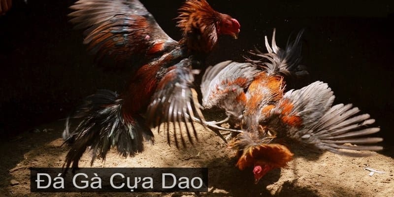 Tìm hiểu về Đá Gà Cựa Dao là gì?